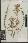 Foto von Salix purpurea L.
